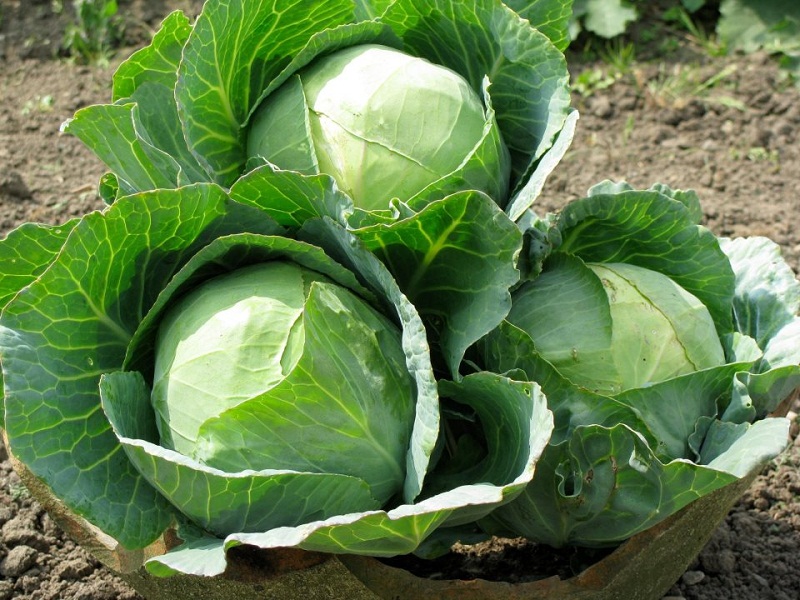 Cabbages