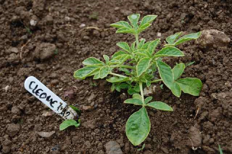 cleome