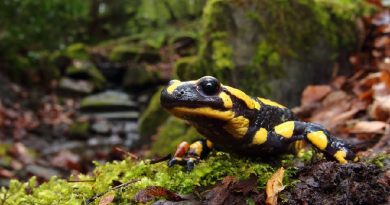 Fire salamander