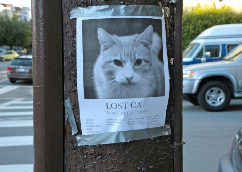 Losing cats. Lost Cat. Lost Cat poster. Announcement Lost Cat. Missing Cat Flyer.