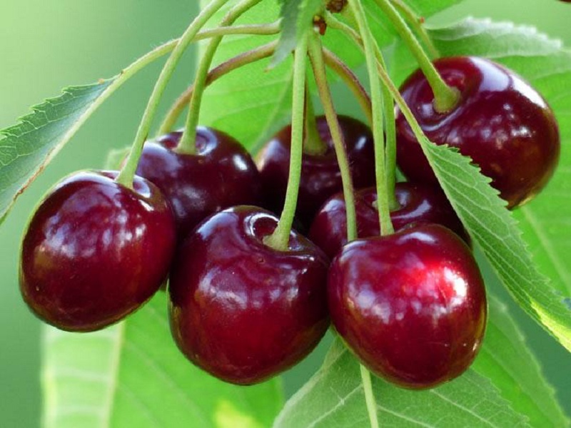 Cherry