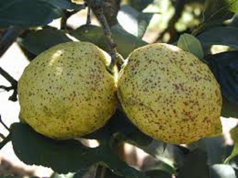 how-to-identify-lemon-tree-pests