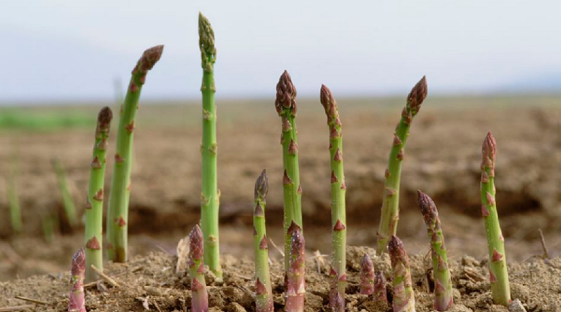 Asparagus