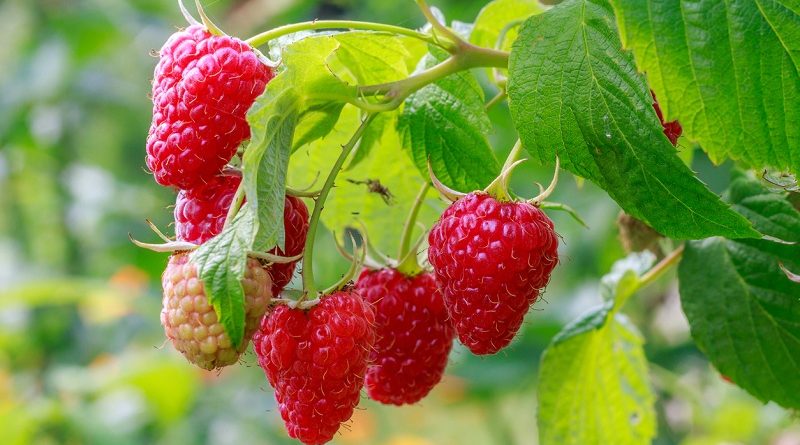 Raspberries