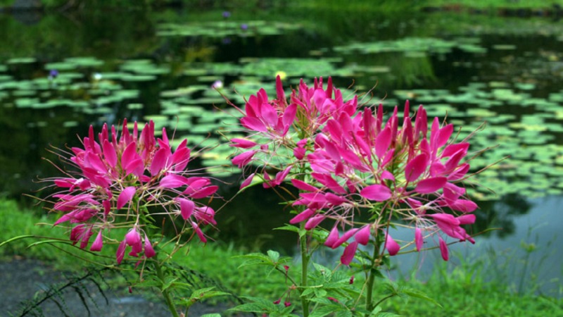 cleome