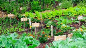 Vegetable Gardening For Beginners