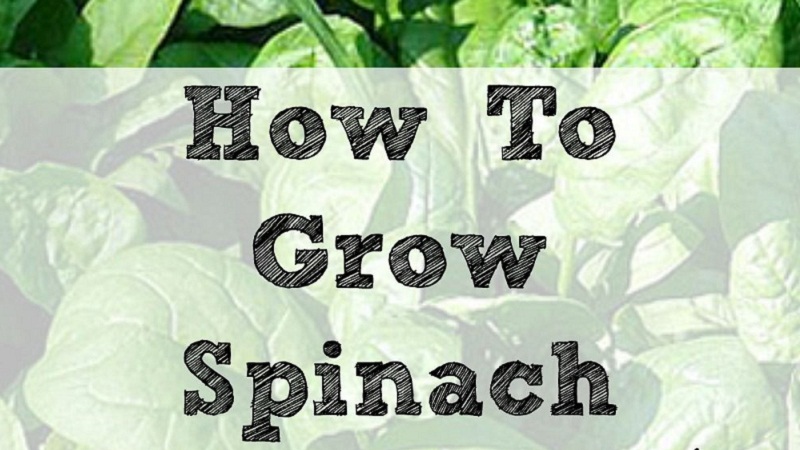 Growing Spinach A Fast Growing Plant In Your Garden   0 1 