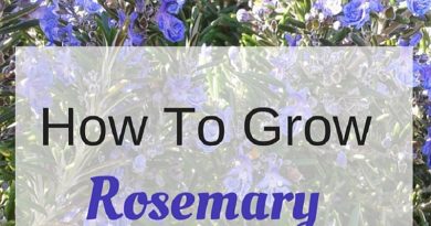 rosemary