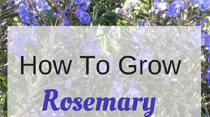 rosemary