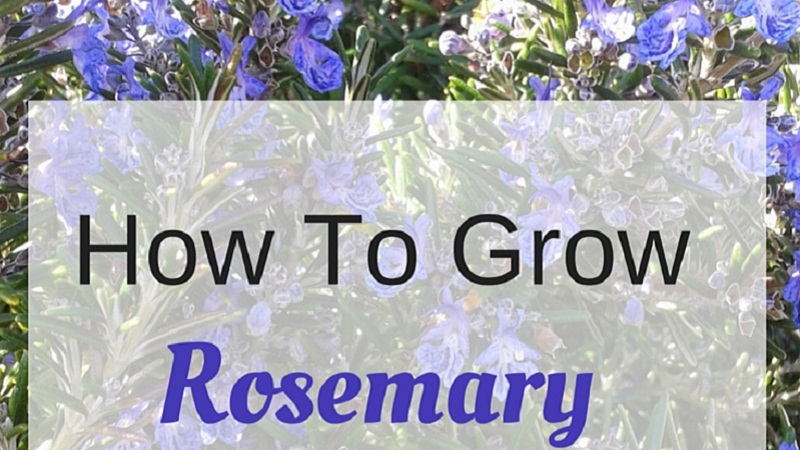 Growing Rosemary In the Garden Or In A Container