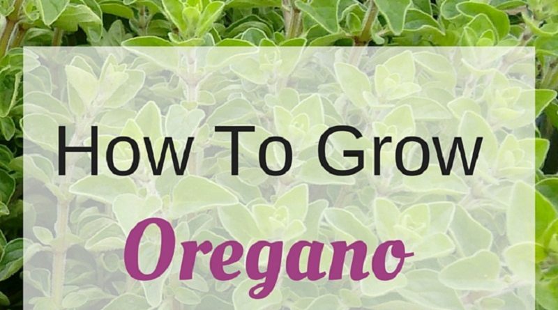 Oregano