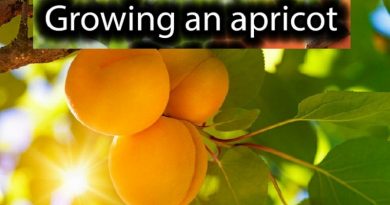 apricot