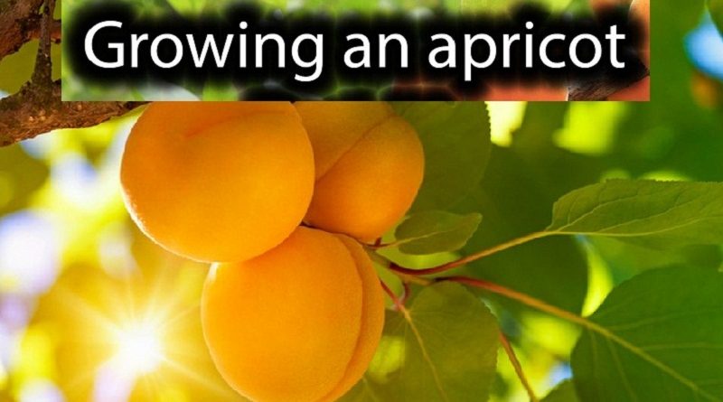 apricot