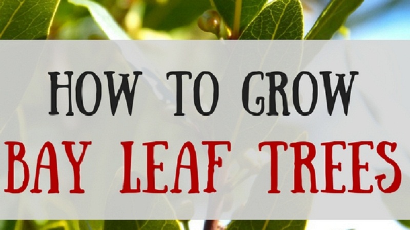 How to Grow Bay Laurel - Care and Growing Bay Leaf Laurel