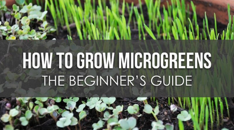 Microgreens