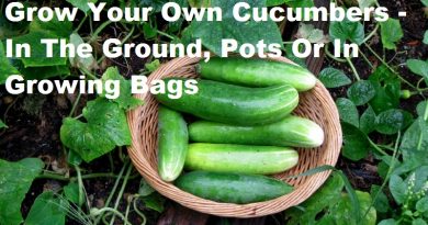 cucumbers