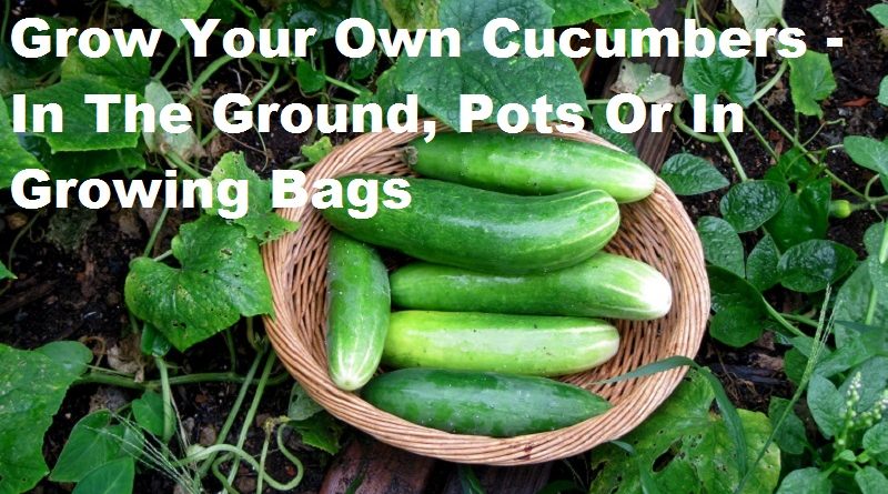 cucumbers