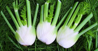 fennel