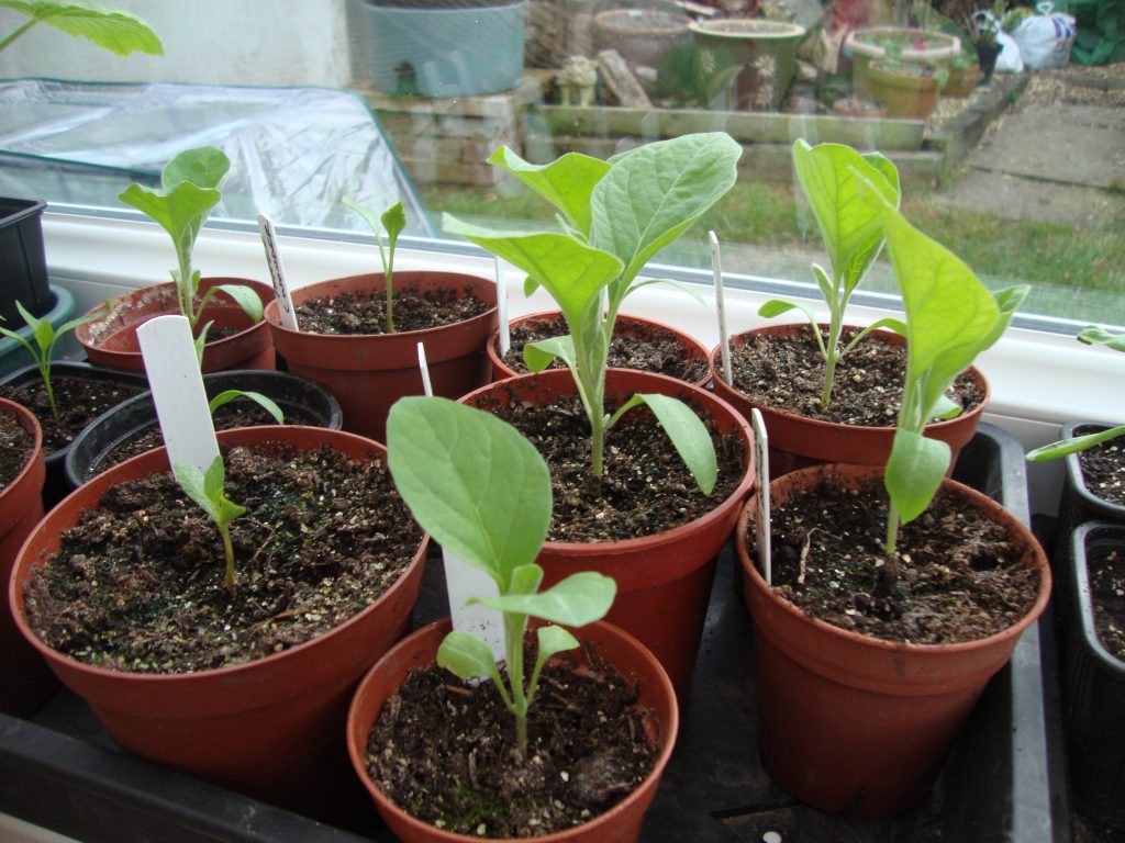 Growing Aubergines in Pots Or Outside -Growing Guide