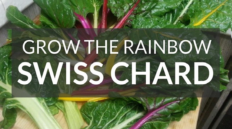 swiss chard