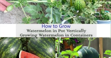 watermelons