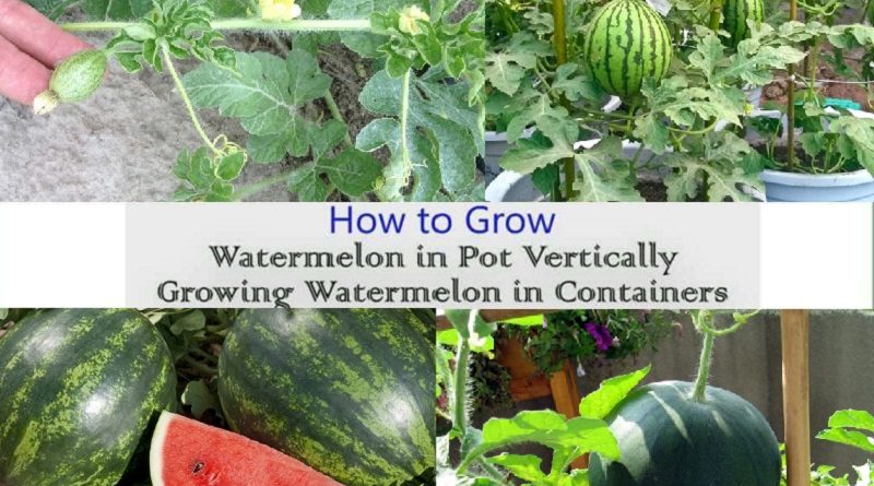 watermelons