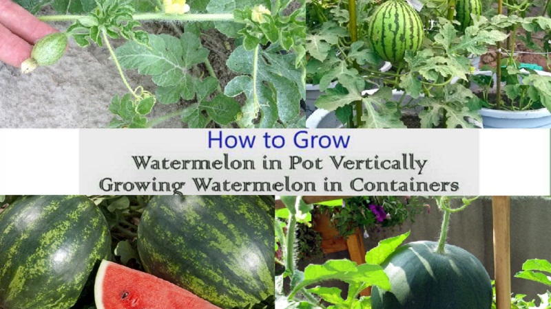 Tips For Growing Watermelons In Containers Watermelons