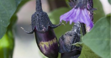 aubergines