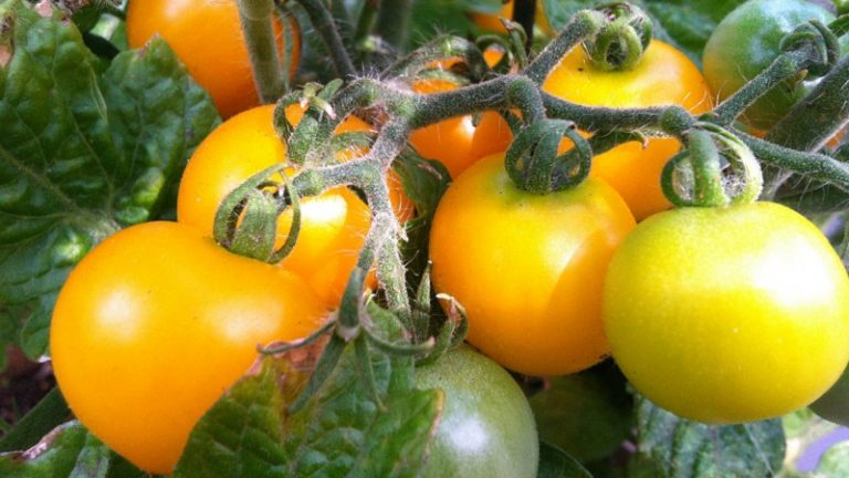 Golden Jubilee Heirloom Tomato - Meatiest And Juiciest Tomato