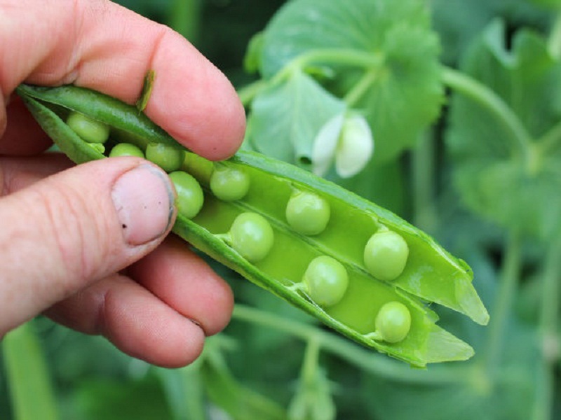 Green Peas