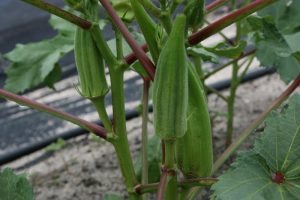 okra