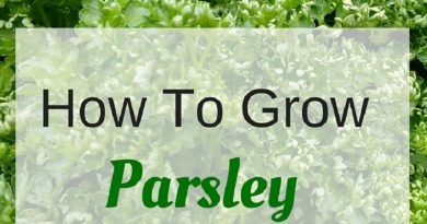 parsley