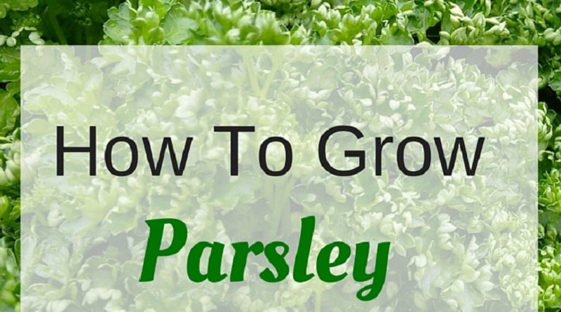 parsley