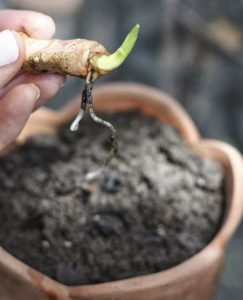 turmeric