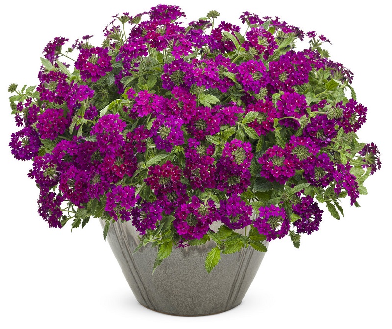 5 Container Annuals You Can't Kill - Will Look Beautiful No Matter What