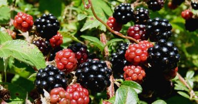 blackberries