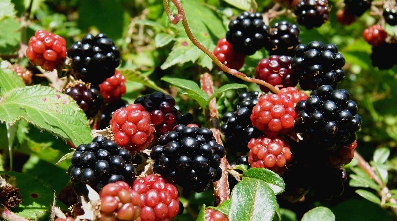 blackberries