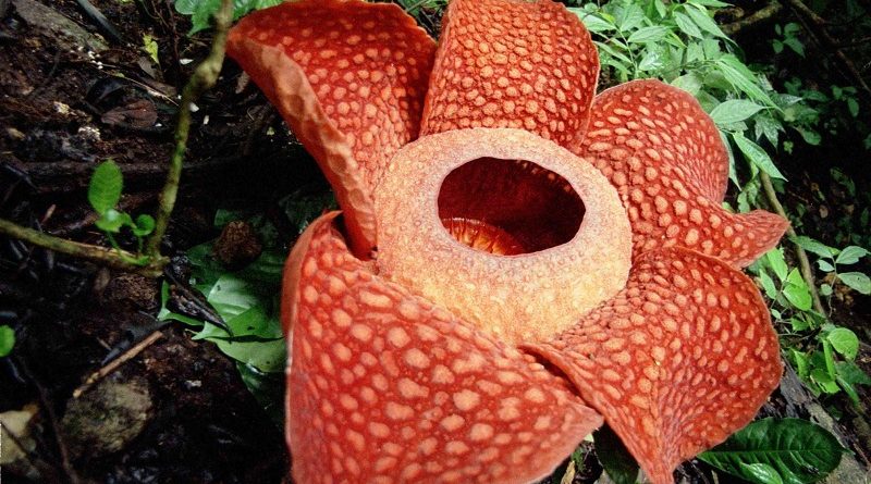 rafflesia