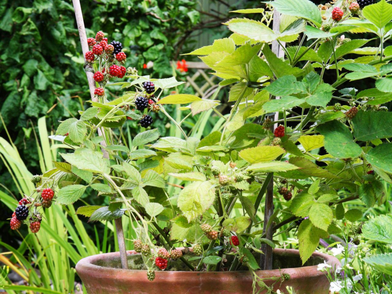 7 Tips For Growing Blackberries In Pots Or In Your Yard 7330