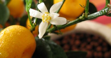 calamondin