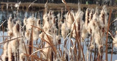 cattail