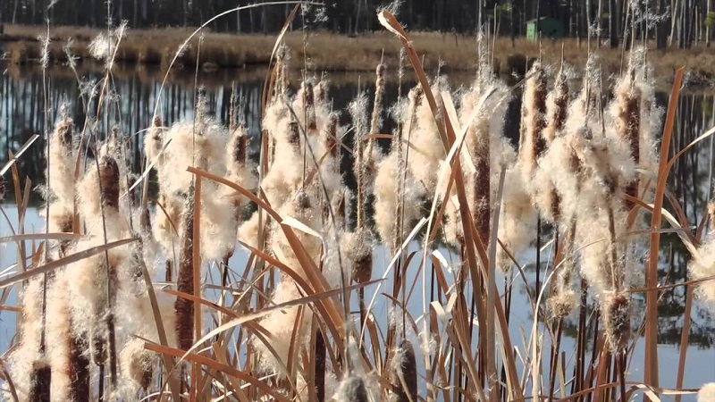 What To Do With Cattail Seeds: Learn About Saving Cattail Seeds