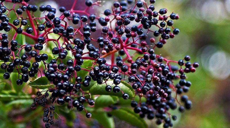 Elderberry