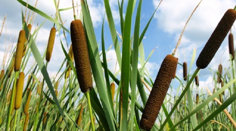 cattails