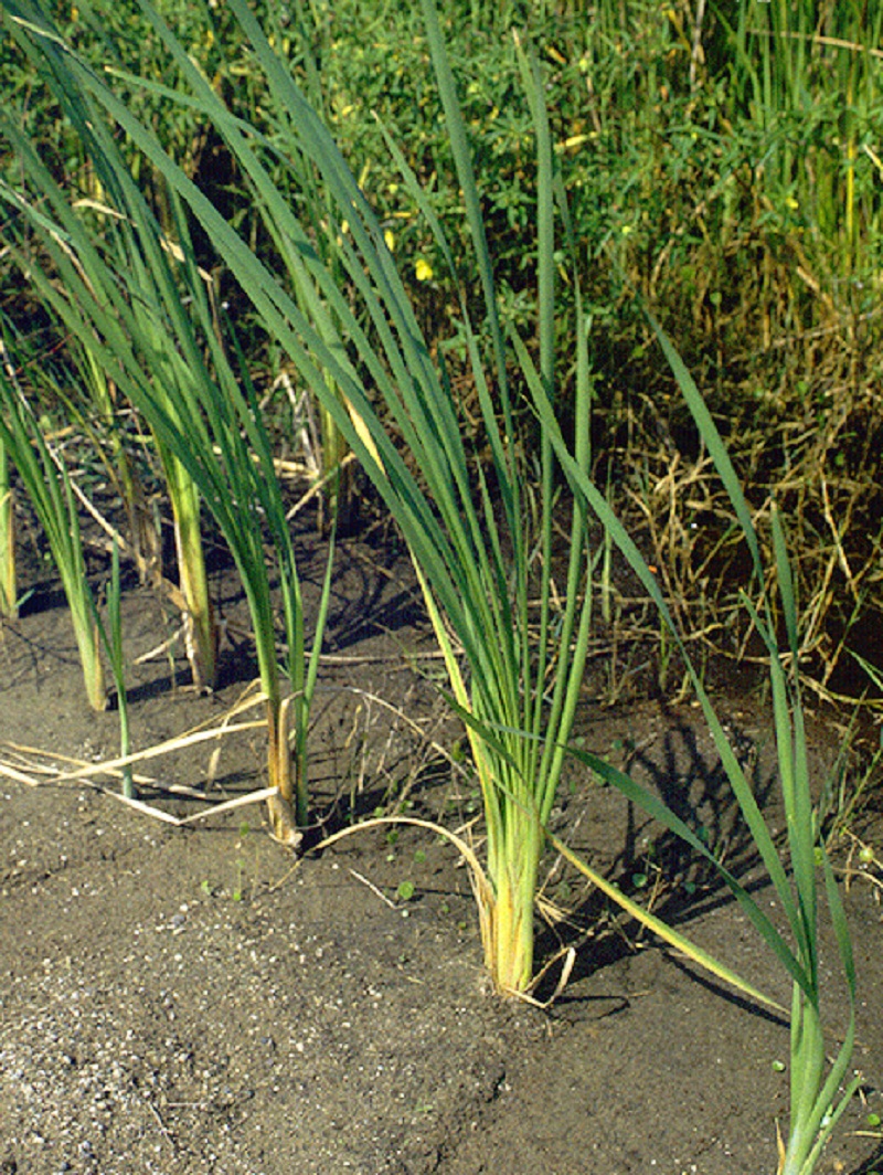 What To Do With Cattail Seeds: Learn About Saving Cattail Seeds