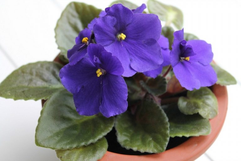 Care Of Indoor Violet: How To Grow Violets Indoors