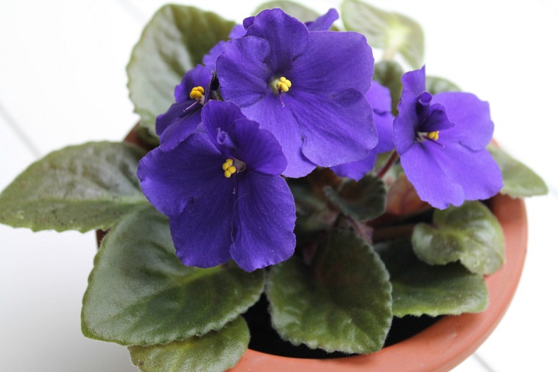 Care Of Indoor Violet: How To Grow Violets Indoors