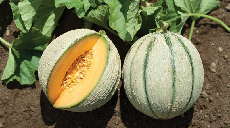 cantaloupes