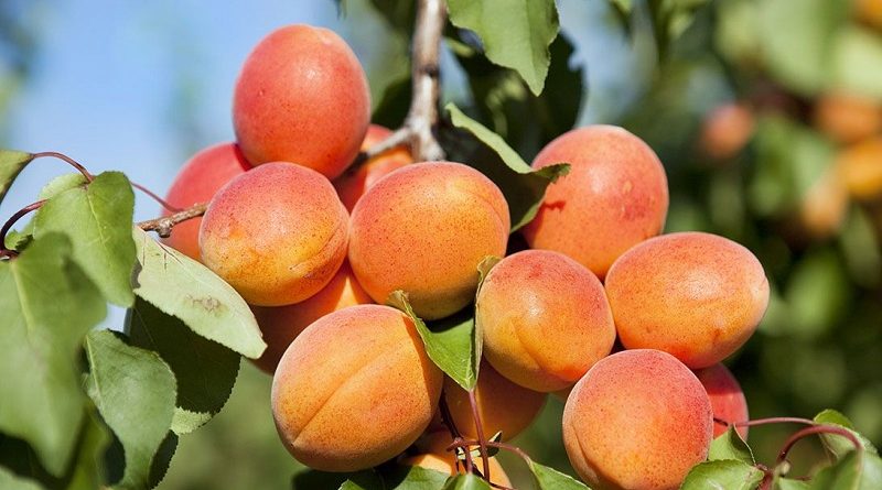 apricot