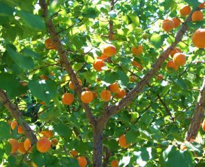 Learn About Aprium Trees: Information On Aprium Tree Care